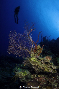 A diver cruises the North Wall by Chase Darnell 
